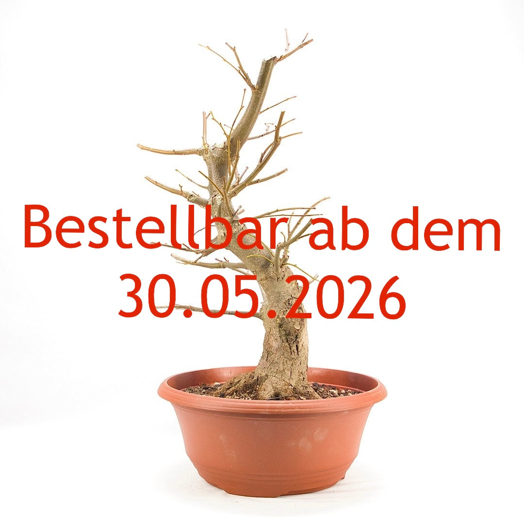 Winterlinde 'Tilia cordata'